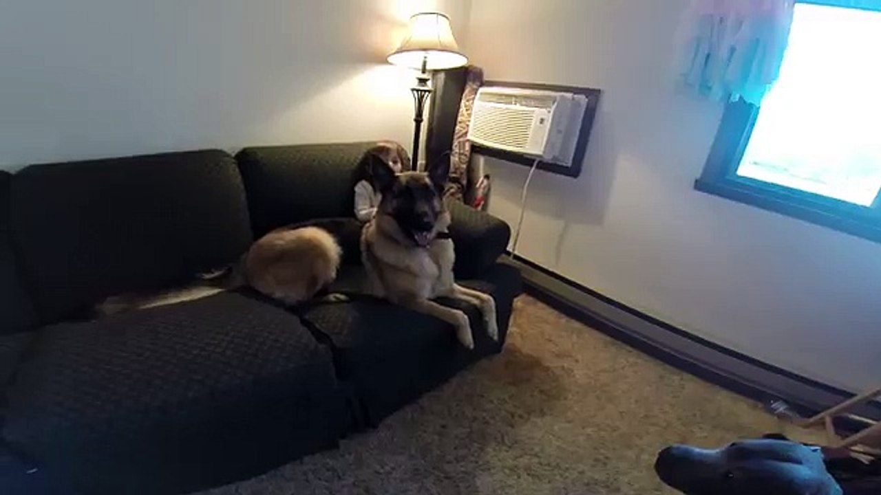 German Shepherd Dog protecting her girl