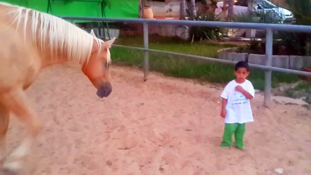 ילד מיוחד, וסוס מיוחד. Young horse creates a bond with a 4 years old child with a Williams syndrome