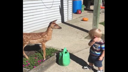 Baby Has Playdate With Baby Deer