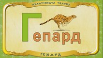 Мультіпедія тварин. Літера Г - Гепард