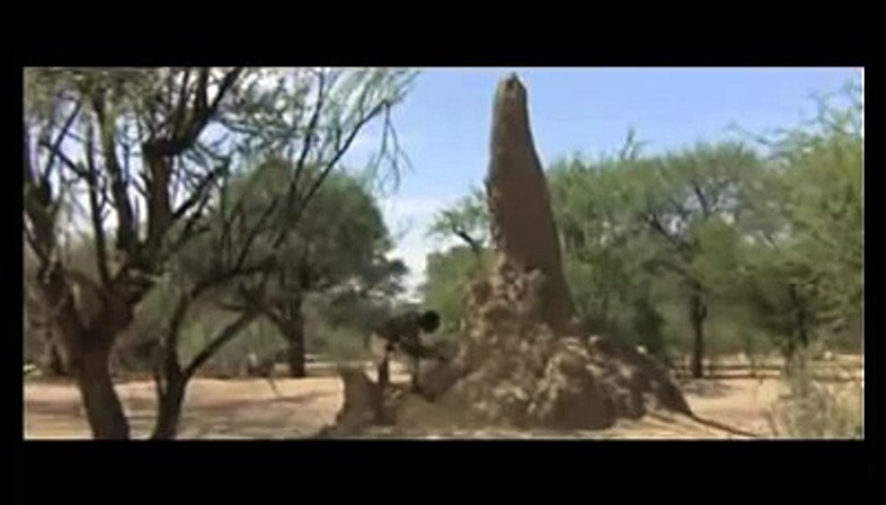 I liked the part where the baboon rather keep the seeds than to free himself.
