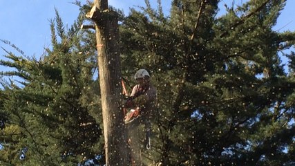 Cyprès abattu après la tempête
