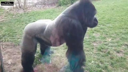 Un gorille casse la vitre du zoo