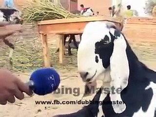 pakistani talent,,, JANWAR B BOLTE HEN....... real video