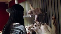 布偶猫 ragdoll kittens