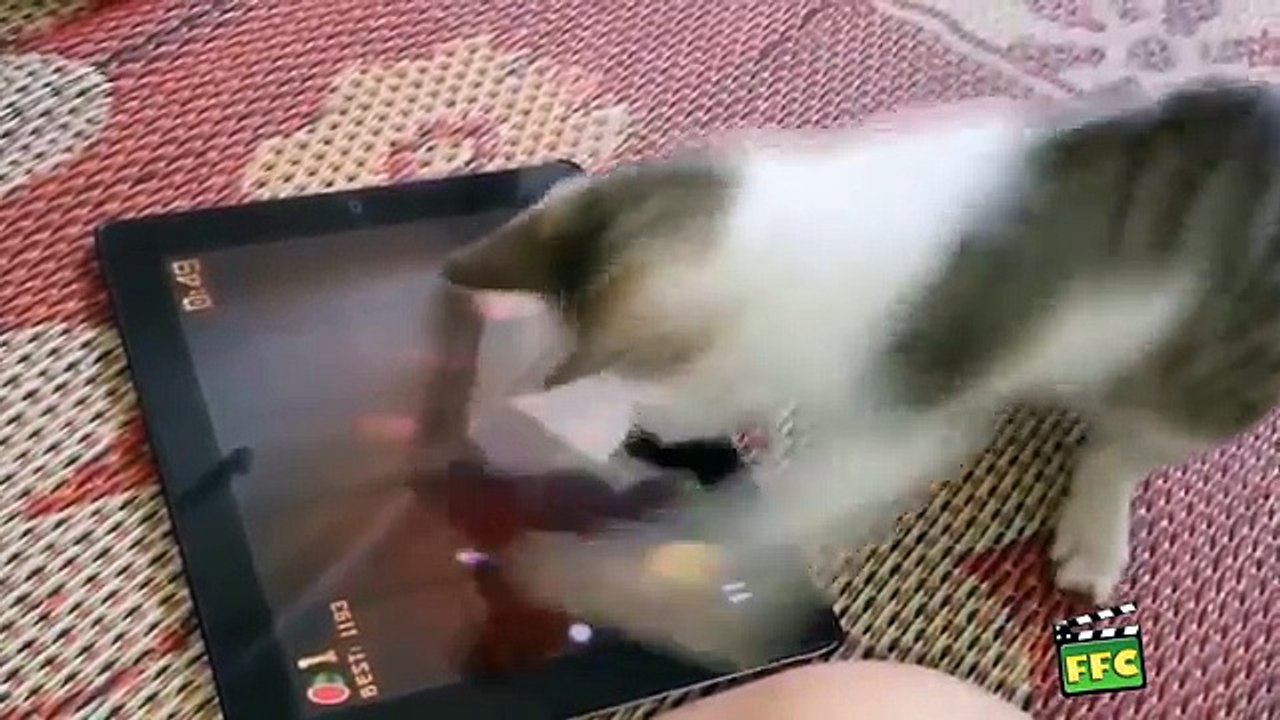 Funny animals