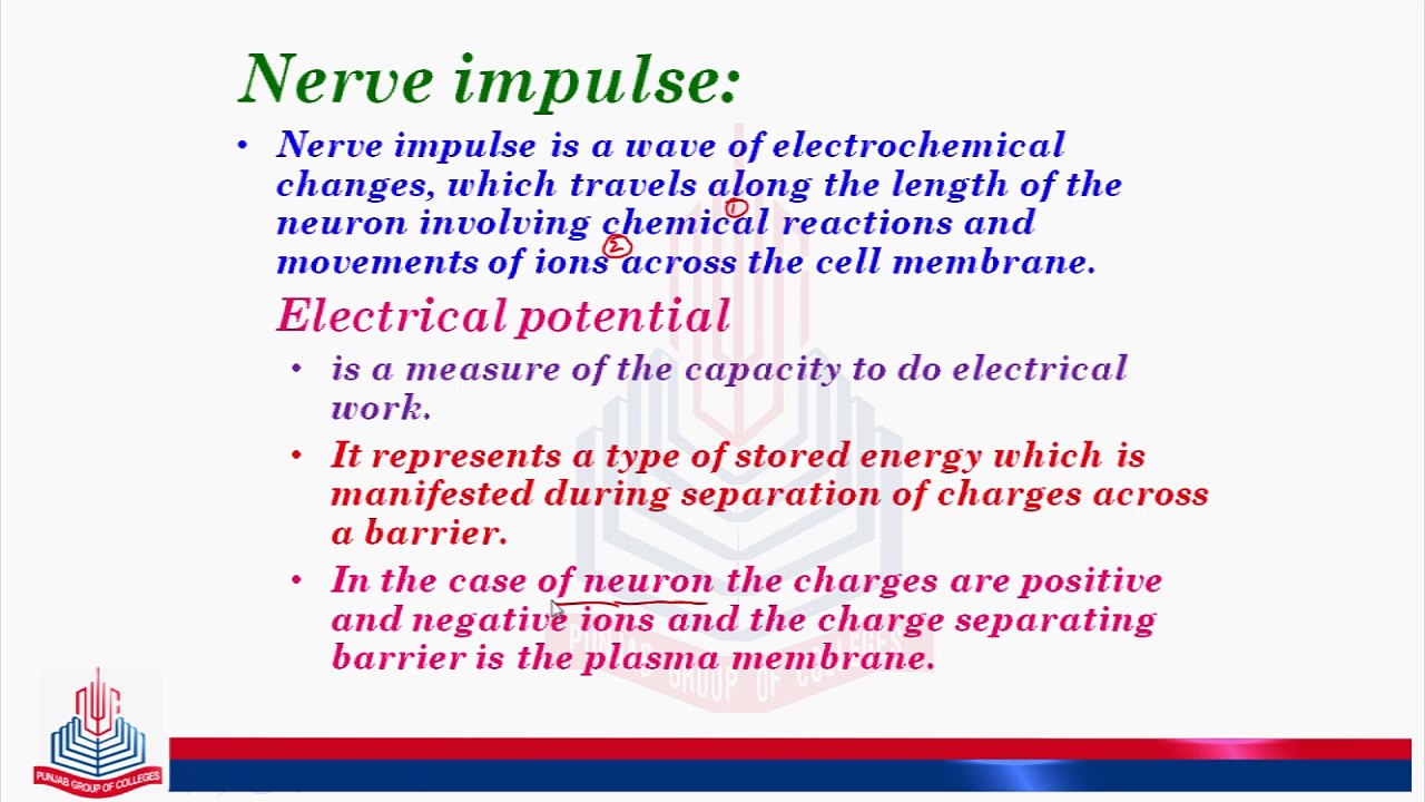 Nerve Impulse