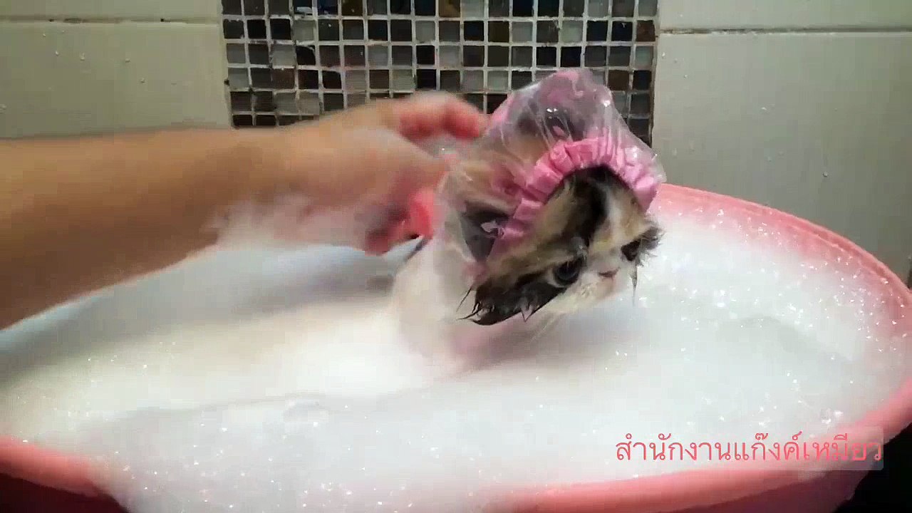 Cute Cat Having Bath