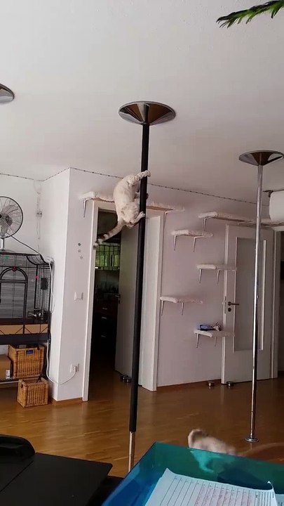 Crazy Funny Cats P*ledancing