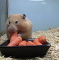 A hamster uses its cheeks to stock up on food