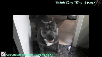 [ Thánh Lồng Tiếng ] Tập 144 - Nổi lòng của LU