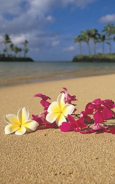 Qu'est-ce qu'on a dansé sur cette chanson (Francois Valery) - Cánh Hoa Trước Gió