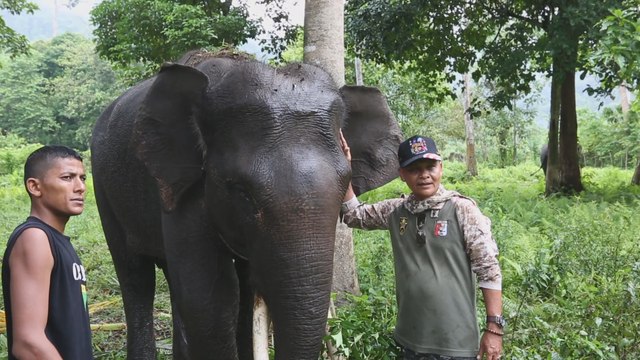 Policias elefantes para mitigar el conflicto entre animales y humanos en Indonesia
