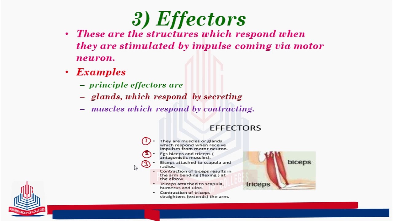 Effectors & Reflex Arc