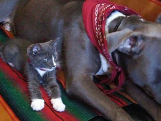 Pitbull VS. Kitten    Cutest Twins Ever From Different Species!!