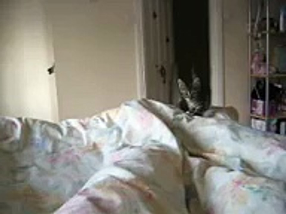 Funny, jumping, hyperactive kitten at 6 in the morning!