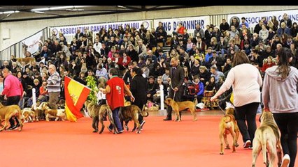 CAMILA - Nationale d'Elevage 2016 - Angers - Le Défilé sr le Ring d'Honneur