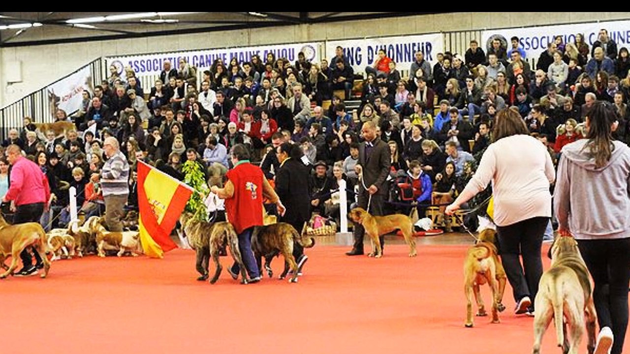 CAMILA - Nationale d'Elevage 2016 - Angers - Le Défilé sr le Ring d'Honneur