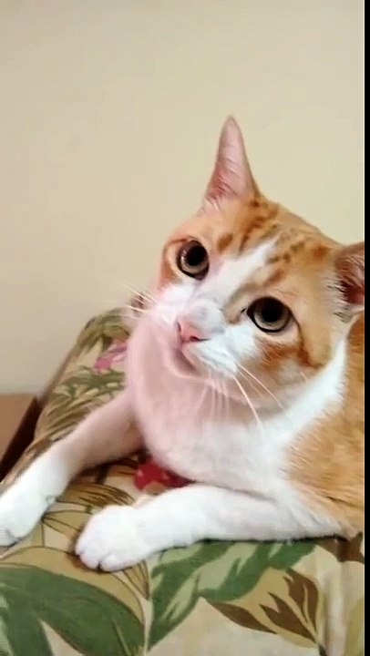 추임새 넣어주는 고양이