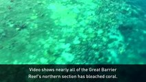 Great Barrier Reef hit by coral bleaching