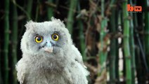 Super Cute Owl Rescued From 'Black Magic' Poachers