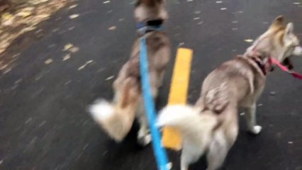 Kitten Rosie Walking with Husky Pack