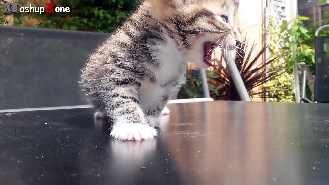 Kittens Meowing Compilation    CUTE