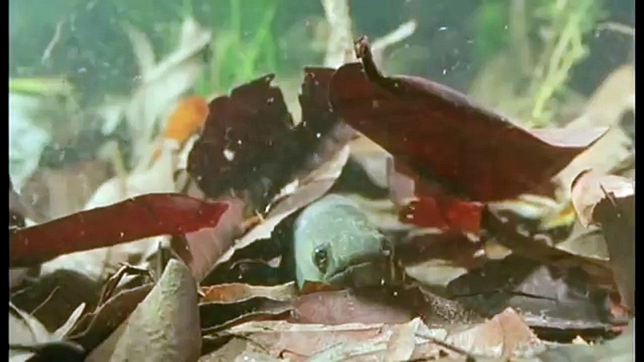 Journey into Amazonia documentary66