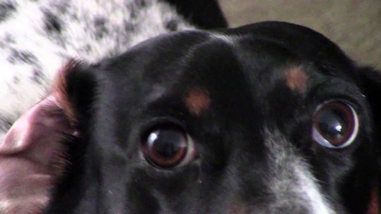 Birdy the singing dachshund