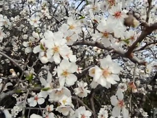 Silifke'de bademler çiçek açtı