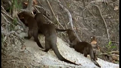 Journey into Amazonia documentary31