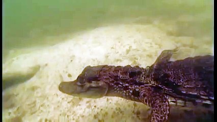 Journey into Amazonia documentary49