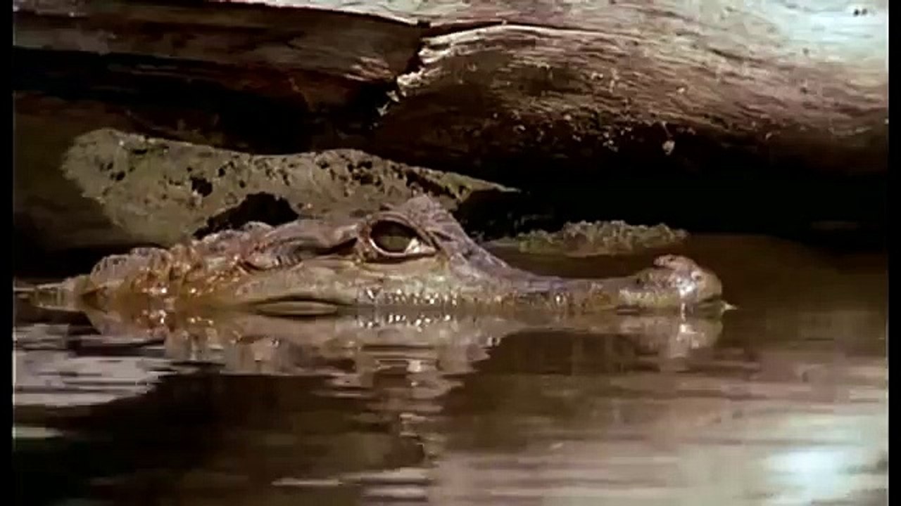 Journey into Amazonia documentary51