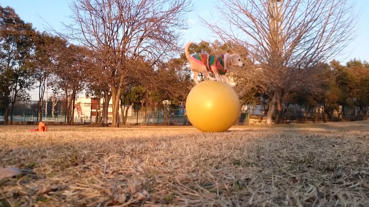 Ce beagle réalise le meilleur temps pour le parcours de 10 mètres sur un ballon par un chien ( en 11,9 secondes)