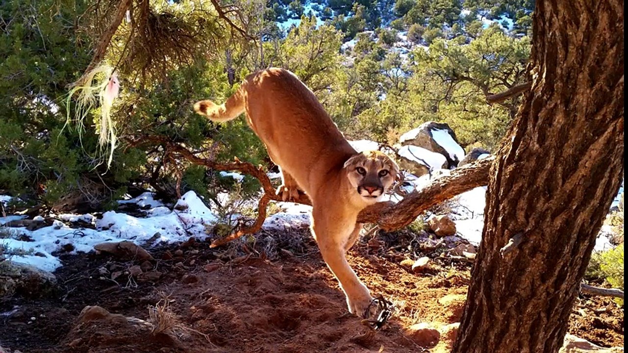 Deux officiers essaient de sauver un puma pris dans un piège... Leur technique de sauvetage est trop risquée !