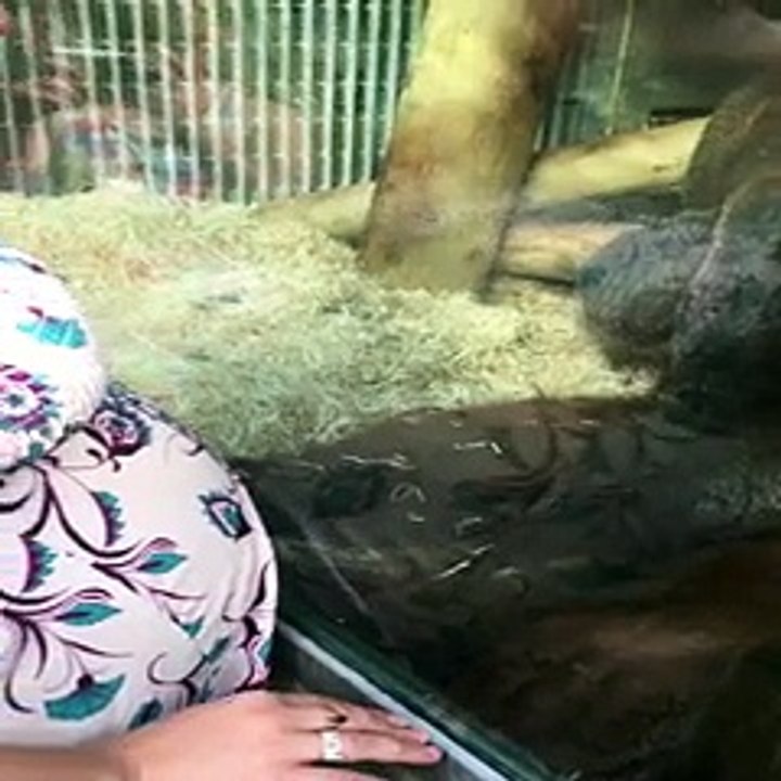 Orangutanın Hamile Bir Bayana Verdiği Muhteşem Tepki Yok Böy