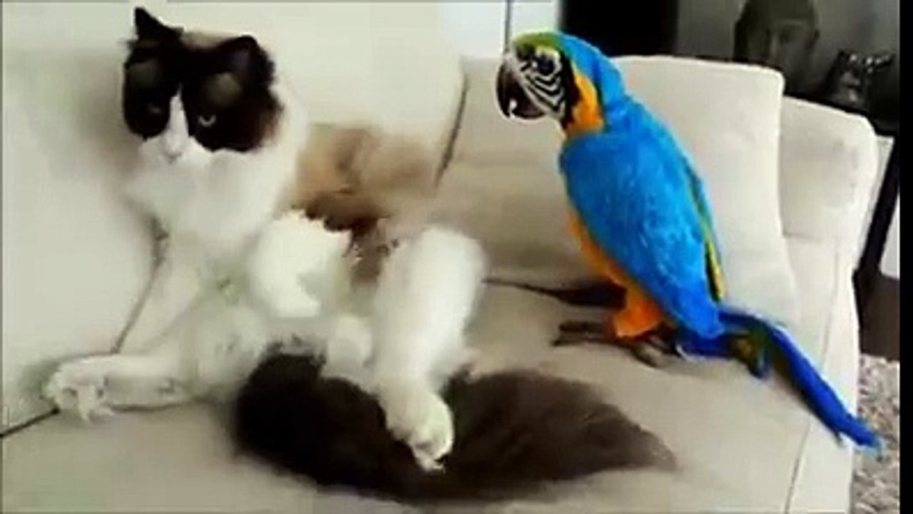CAT & PARROT