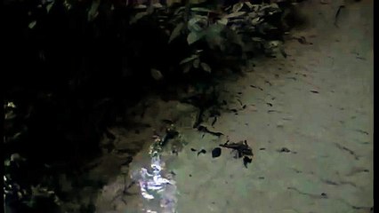 Journey into Amazonia National #229