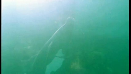 Journey into Amazonia National #267