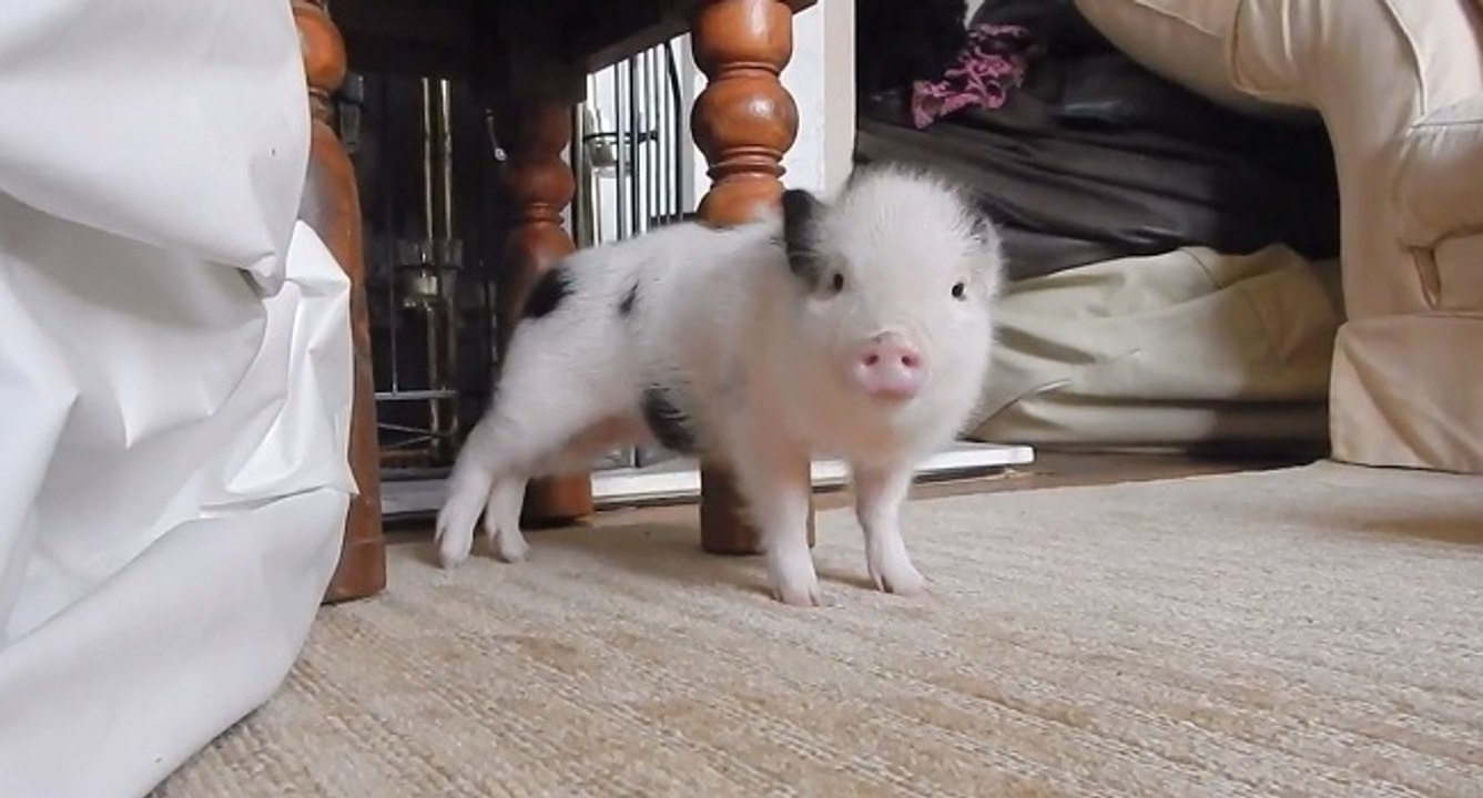 Twerk cochon nain