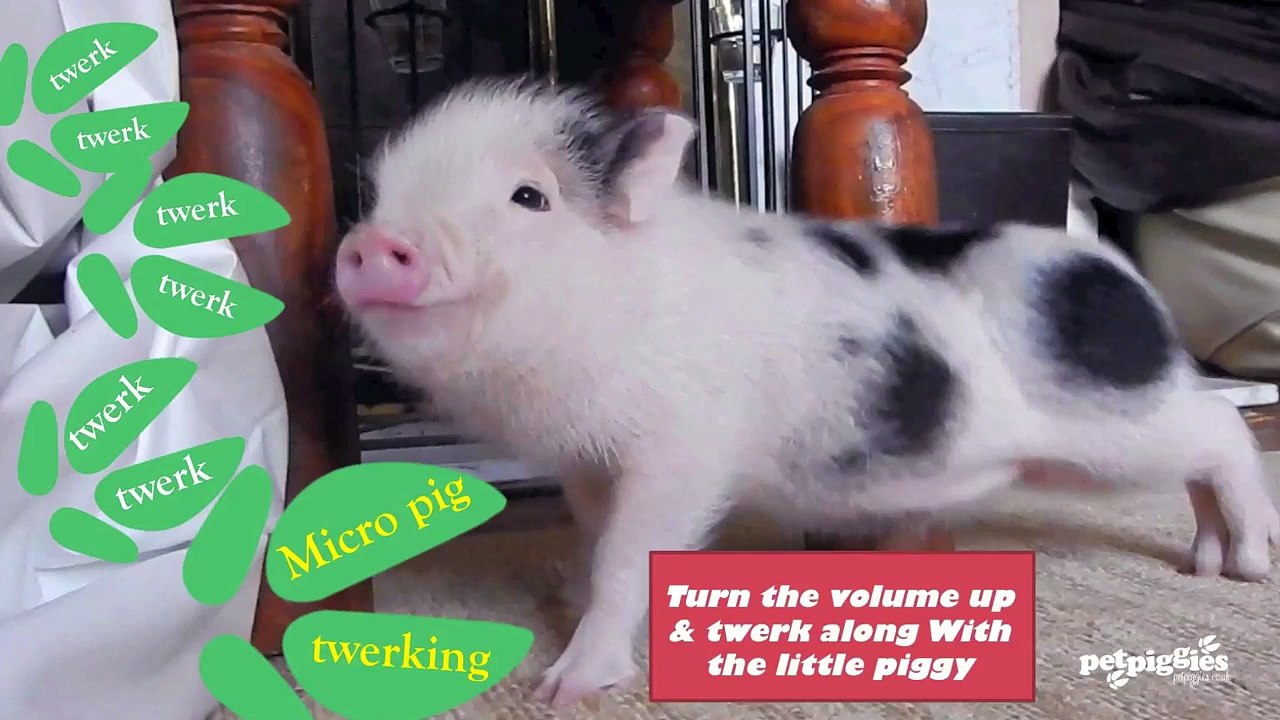 Twerk cochon nain