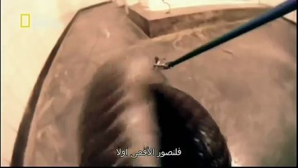 King Cobras documentary films HD7