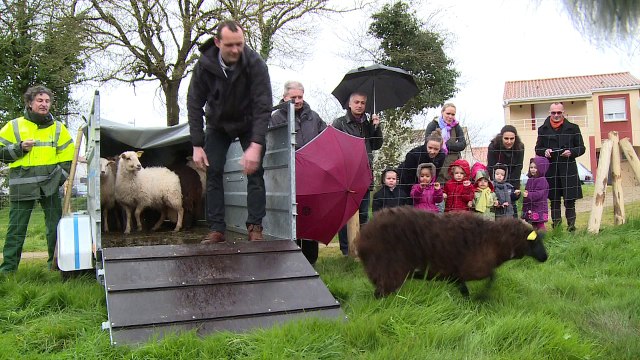 Des moutons pour remplacer les tondeuses !