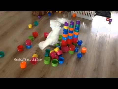 Harley the Cockatoo Strikes Again