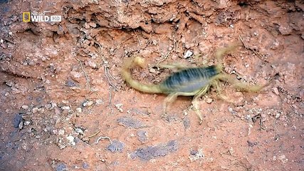 Race of Life E03 - The Great Desert Race