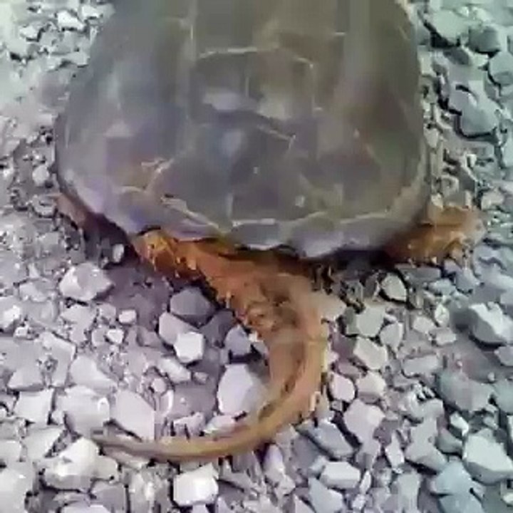 FreshLolTv  - Turtle Power