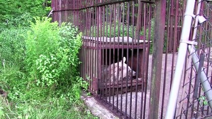 Neglected Bear Was Put In A Rusty Cage For Thirty Years. Now Watch Her Reaction When They Free Her!