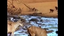 Most Amazing Animal Attack Compilation | lion, tiger, anaconda, deer, Crocodile