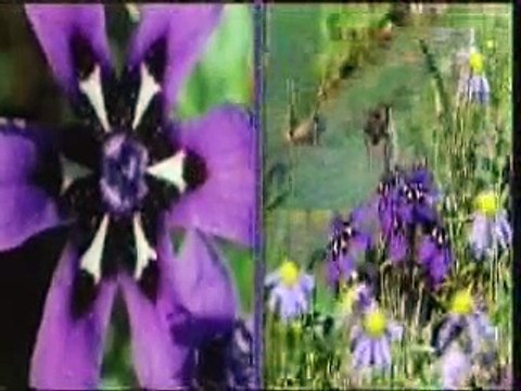 MREKULLIA E FARËS SË BIMËS