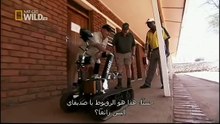 King Cobras documentary films HD31